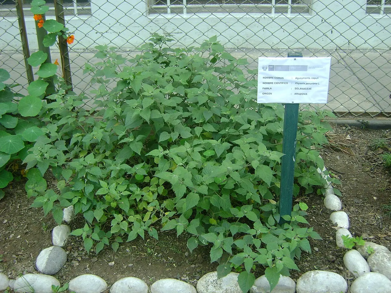 Lima Botanical Garden Walk — a 2.93 km walking route along real pedestrian paths
