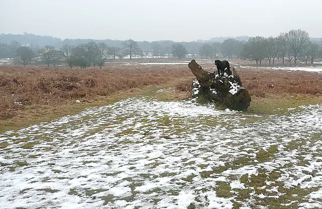 Richmond Park Wide Sky — a 10.16 km walking route along real pedestrian paths