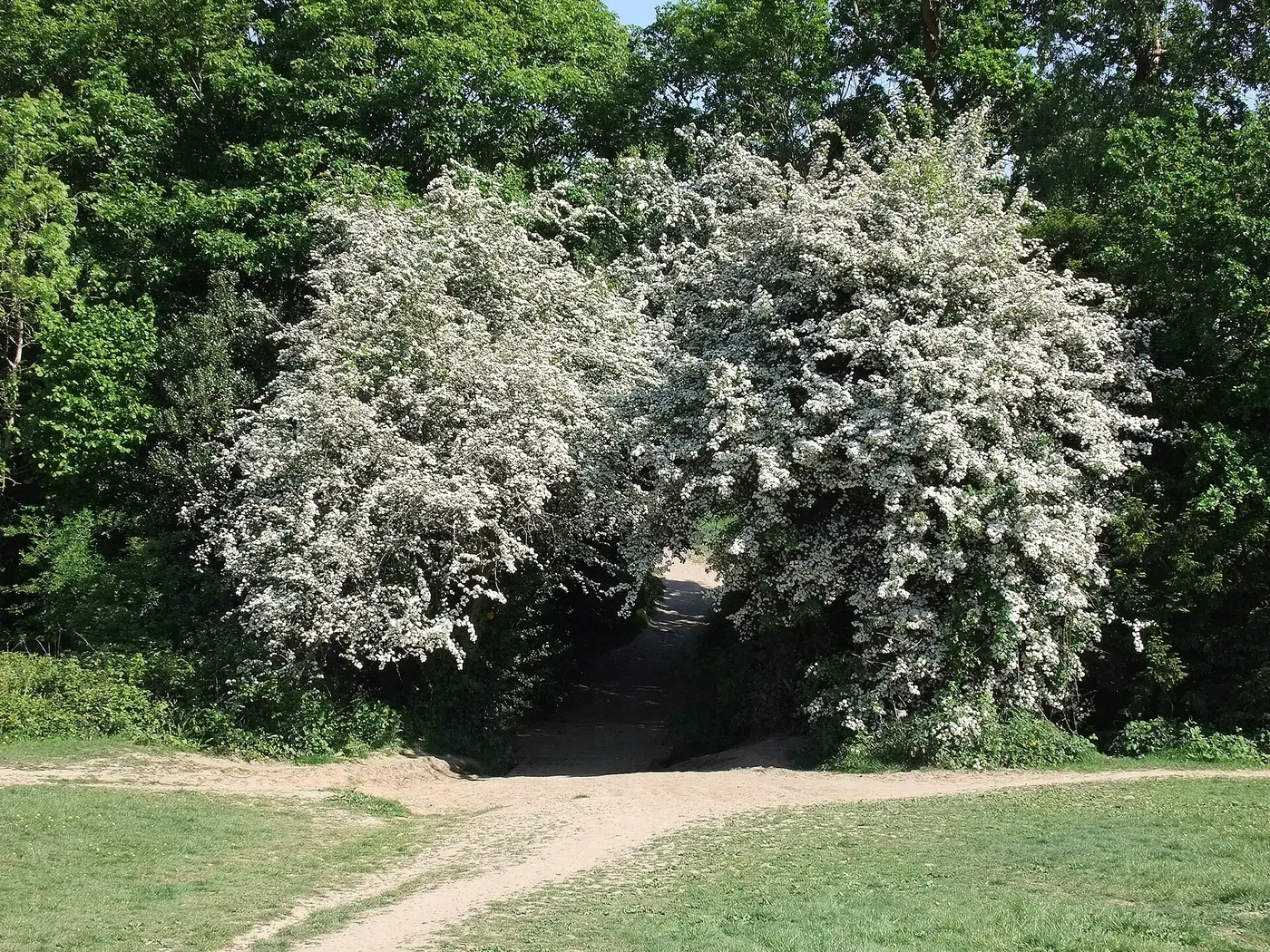 Hampstead Heath Soft Ascent & Recovery — a 6.14 km walking route along real pedestrian paths