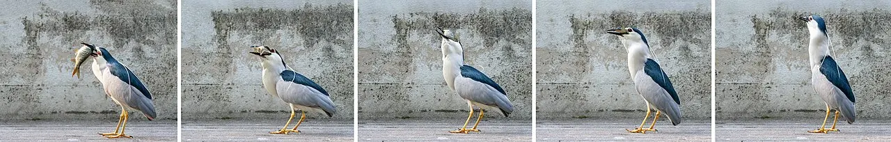 Calouste Gulbenkian Garden Full Loop — a 1.42 km walking route along real pedestrian paths
