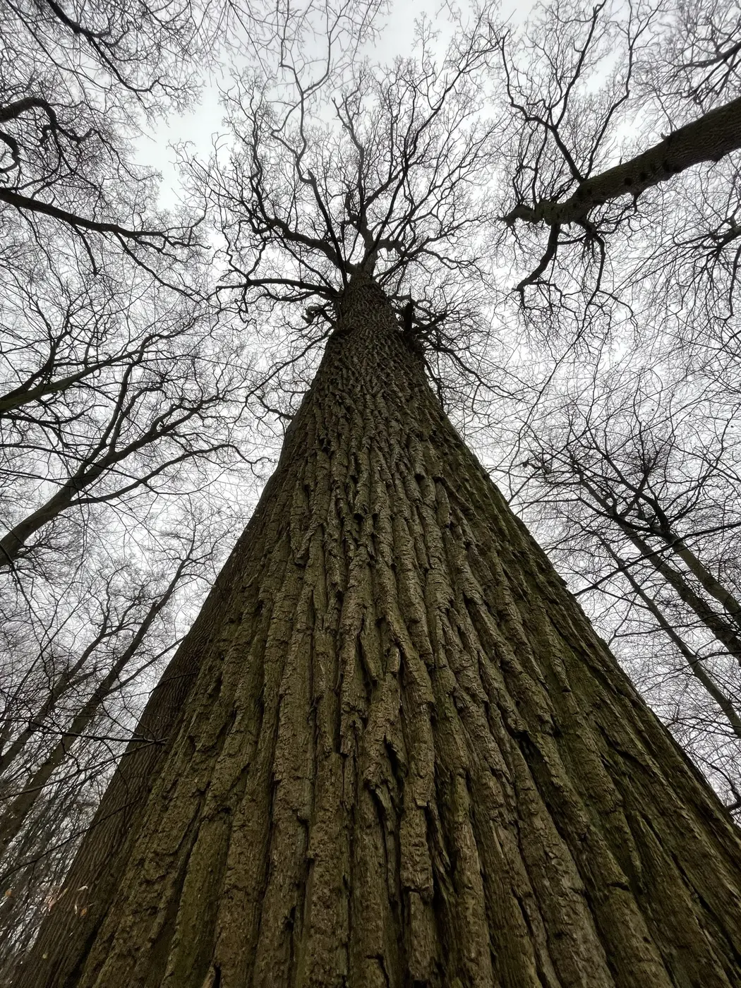 Amelisweerd Forest & Kromme Rijn — a 2.89 km walking route along real pedestrian paths