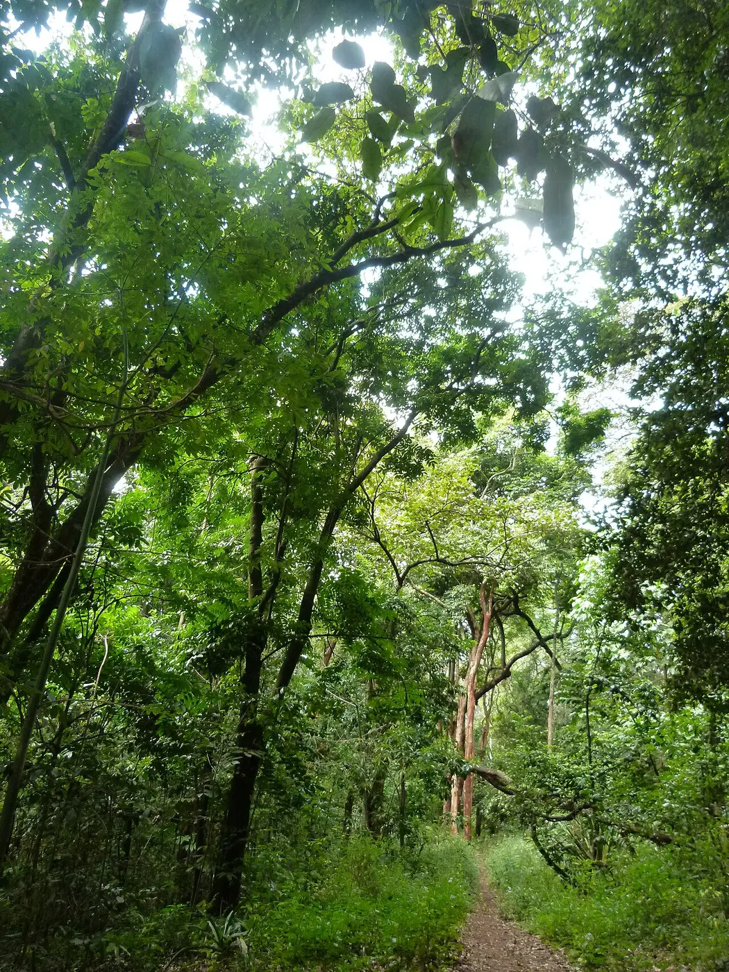 Nairobi Central Park Loop — a 2.88 km walking route along real pedestrian paths