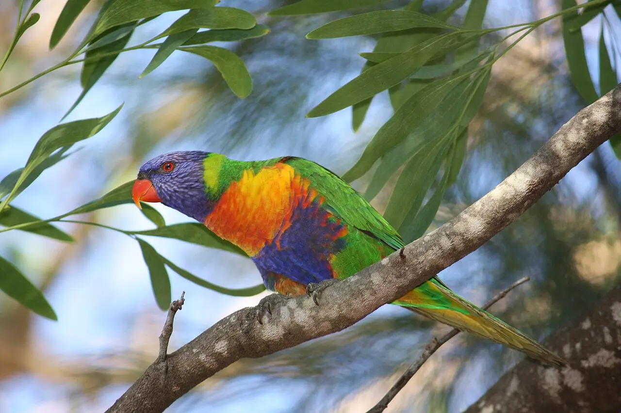 Brisbane Botanical Garden Walk — a 5.54 km walking route along real pedestrian paths