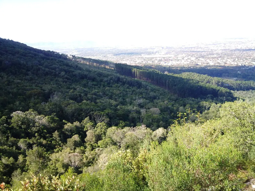 Newlands Forest Lower Contour — a 0.68 km walking route along real pedestrian paths