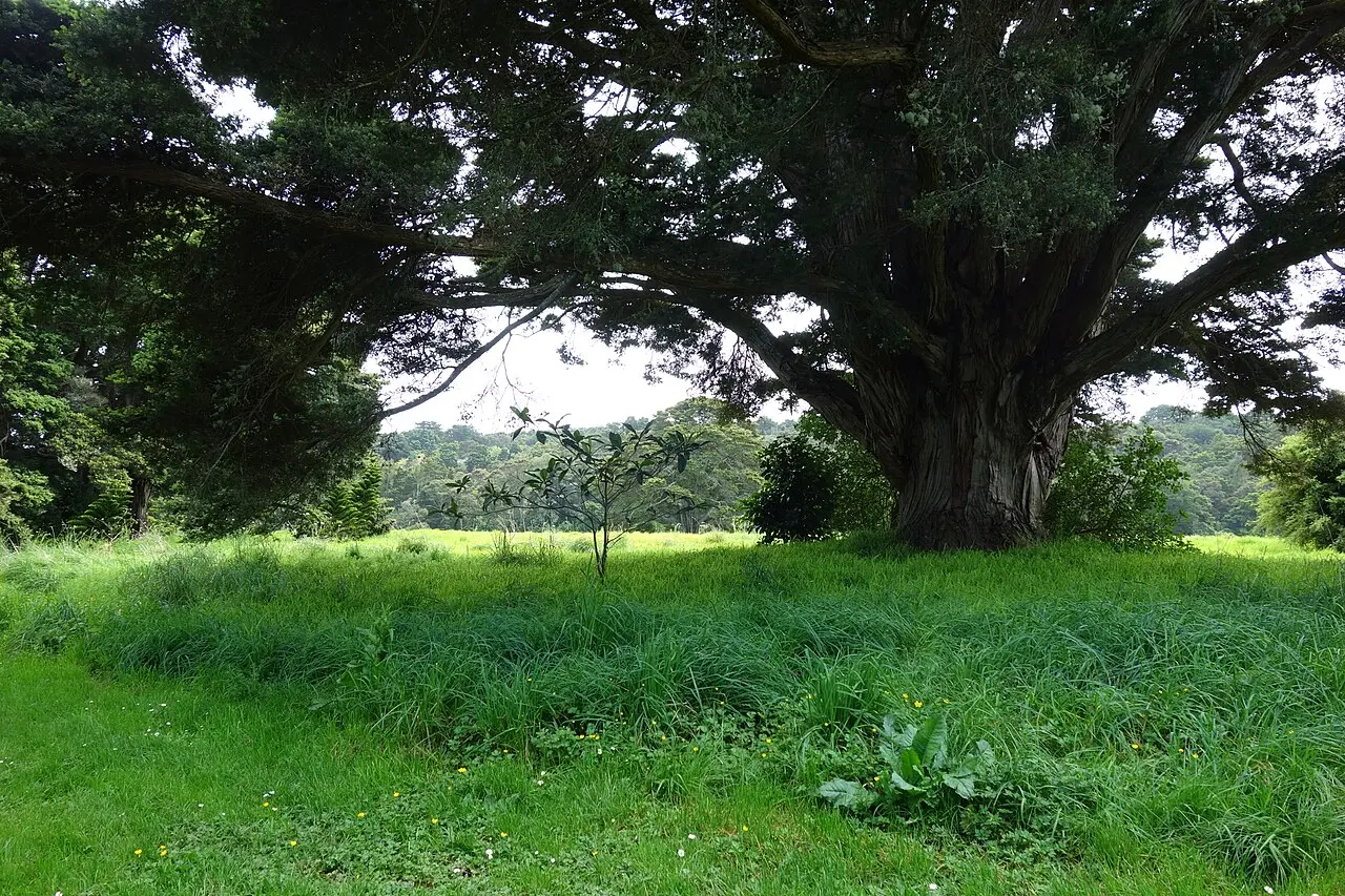 Auckland Botanical Garden Walk — a 4.29 km walking route along real pedestrian paths