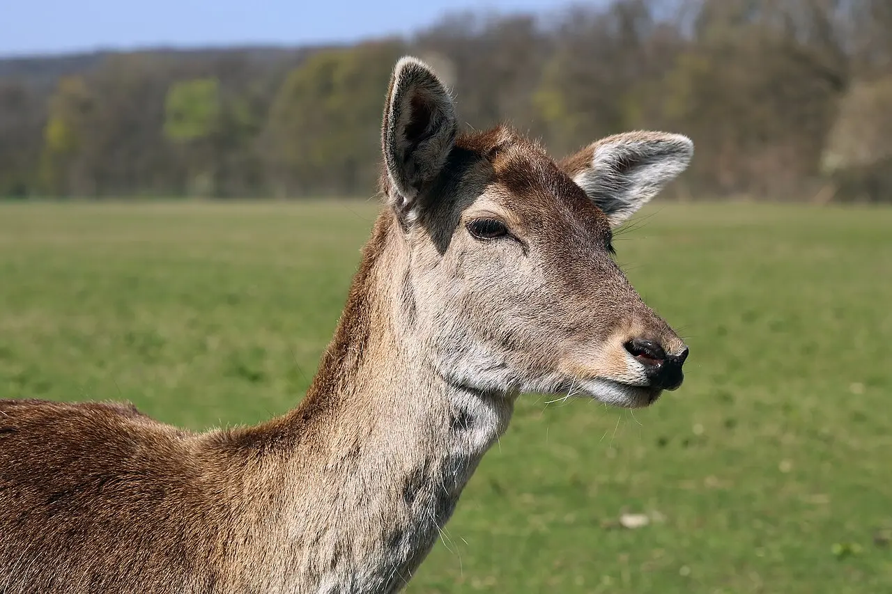 Lainzer Tiergarten Gentle Edge — a 6.09 km walking route along real pedestrian paths