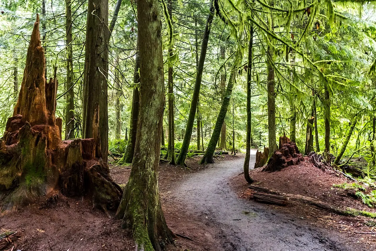 Pacific Spirit Forest Quiet Trails — a 5.02 km walking route along real pedestrian paths