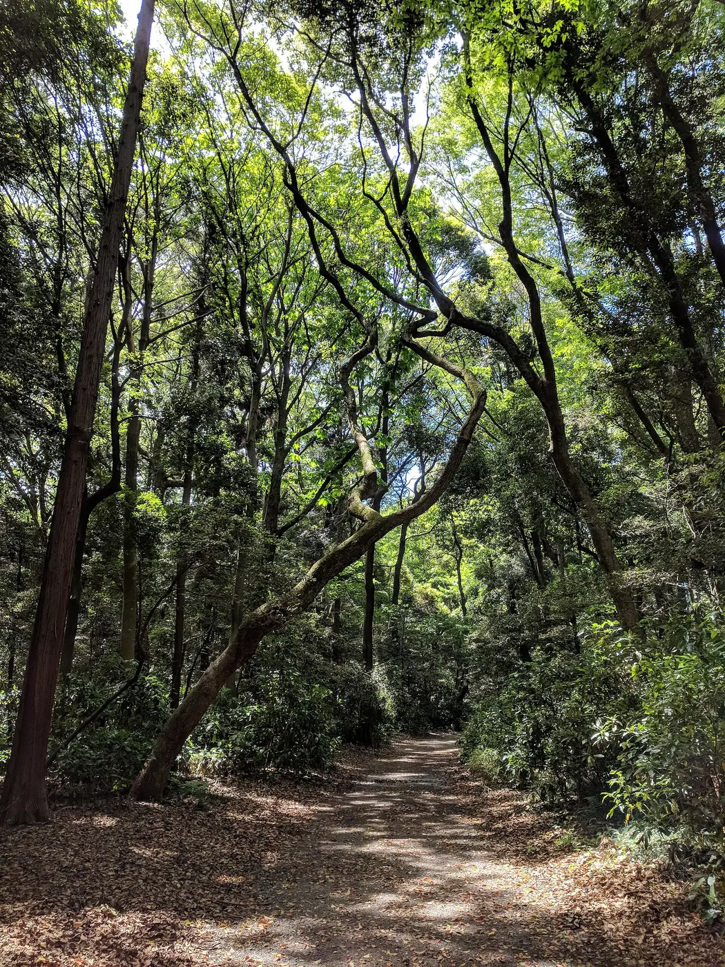 Yoyogi Park & Meiji Shrine Forest — a 5.45 km walking route along real pedestrian paths