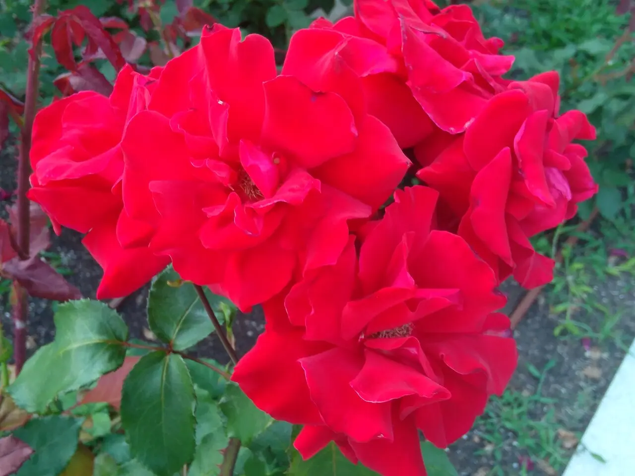 Utsubo Park Rose Garden Quiet — a 1.09 km walking route along real pedestrian paths