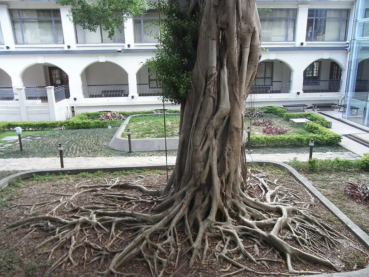 Kowloon Park Banyan Loop — a 9.95 km walking route along real pedestrian paths