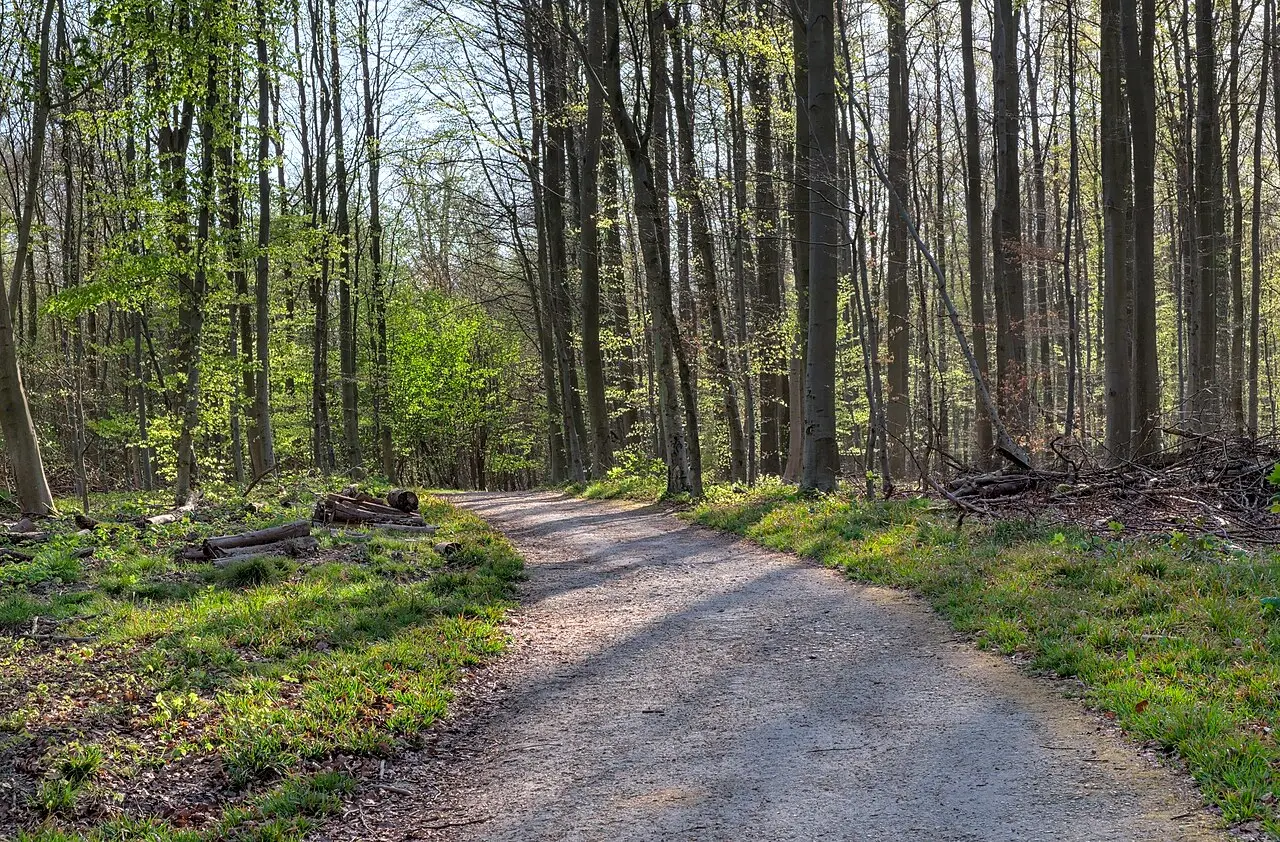 Sonian Forest Hoegaarde Gentle Trail — a 4.18 km walking route along real pedestrian paths