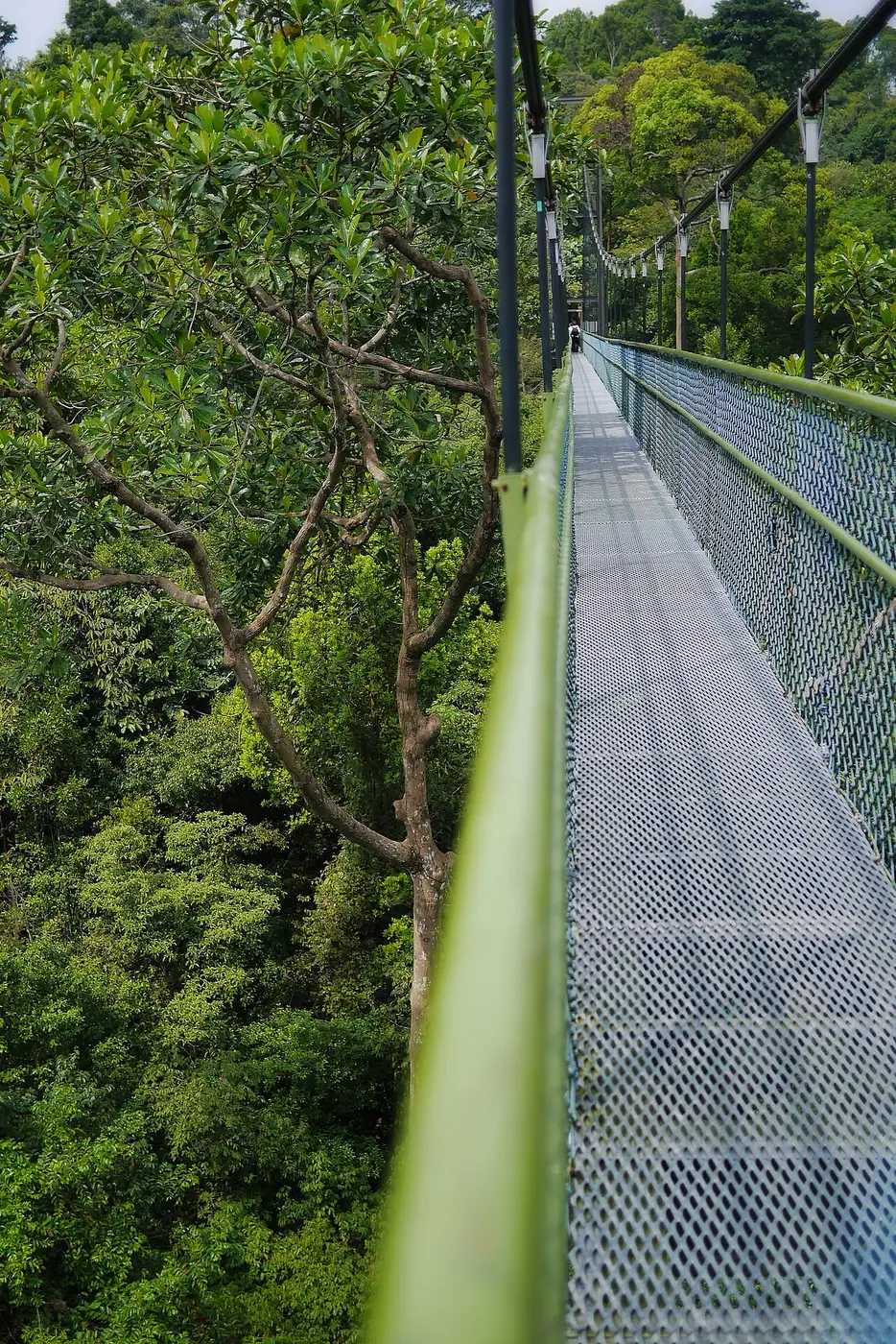 MacRitchie Reservoir Boardwalk & Rainforest — a 1.42 km walking route along real pedestrian paths