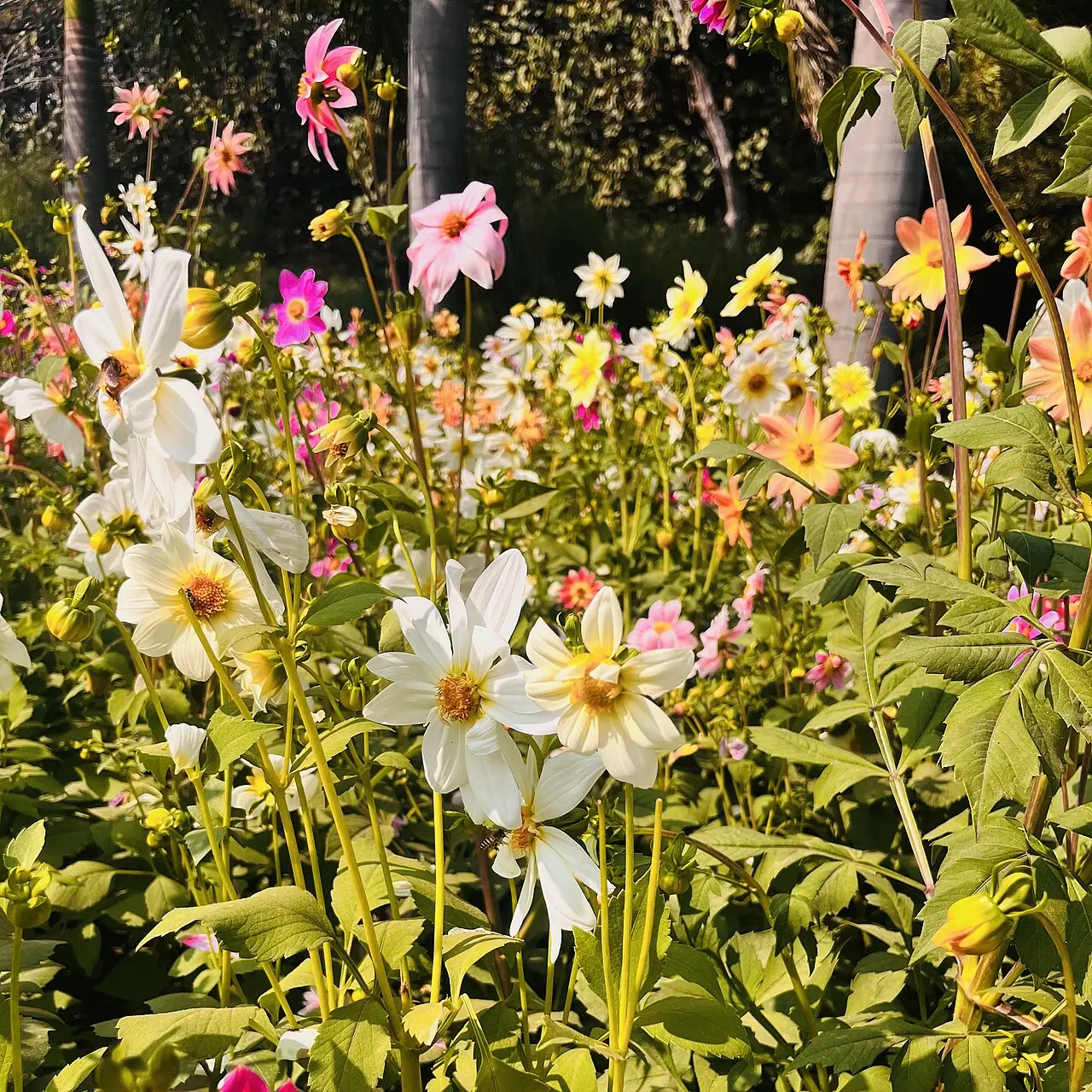 Lodhi Garden Full Loop — a 2 km walking route along real pedestrian paths