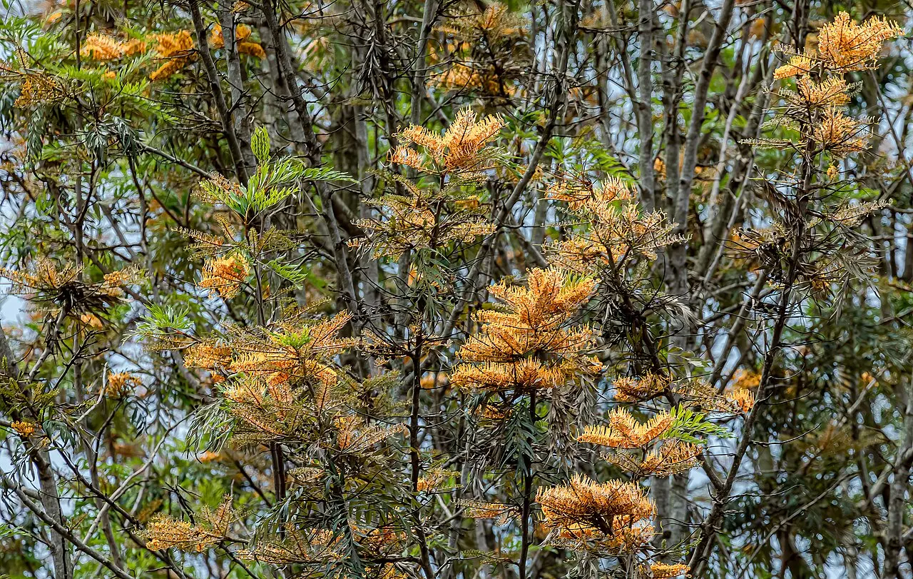 Nairobi Botanical Garden Walk — a 3.64 km walking route along real pedestrian paths